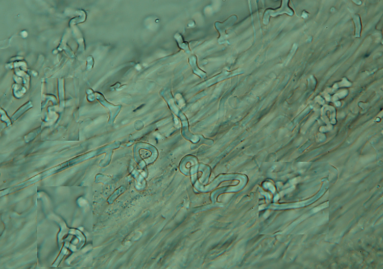 Aphyllophorales su...sabbia!! (Schizophyllum commune)